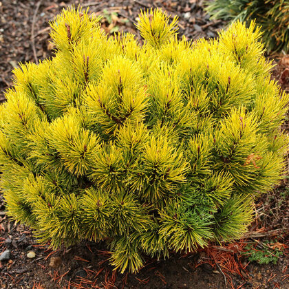 Borovice Mugo Ophir 20/25 cm, v květináči Pinus mugo Ophir